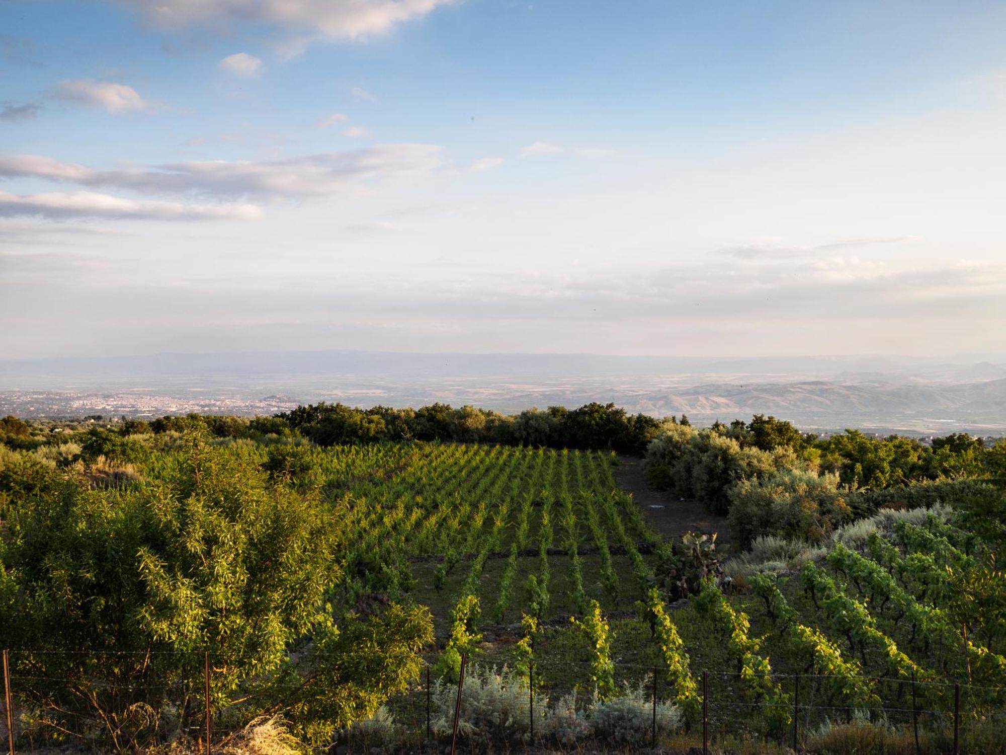 Podere Dell'Etna Segreta - Essential Nature Hotel & Glamping Biancavilla Eksteriør billede