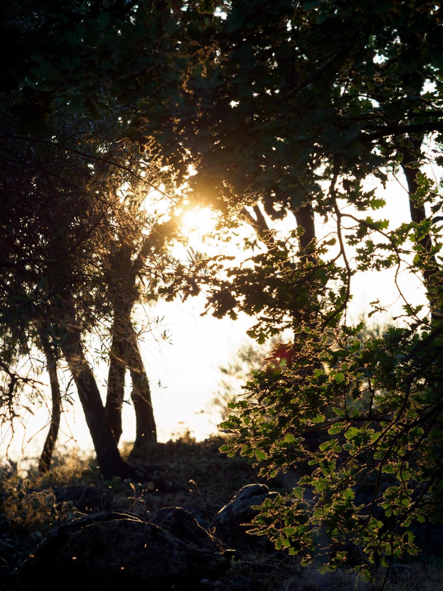 Podere Dell'Etna Segreta - Essential Nature Hotel & Glamping Biancavilla Eksteriør billede