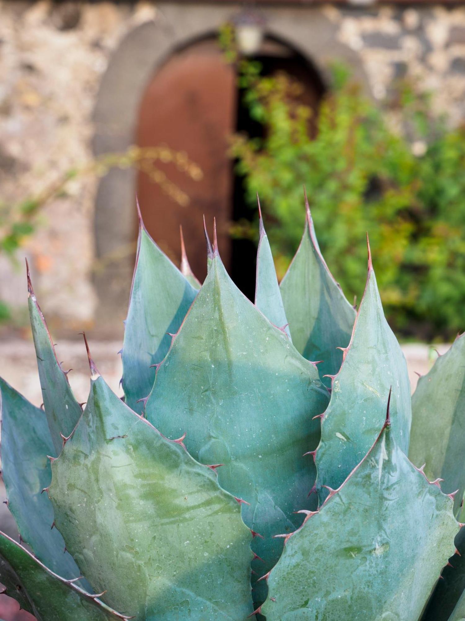 Podere Dell'Etna Segreta - Essential Nature Hotel & Glamping Biancavilla Eksteriør billede